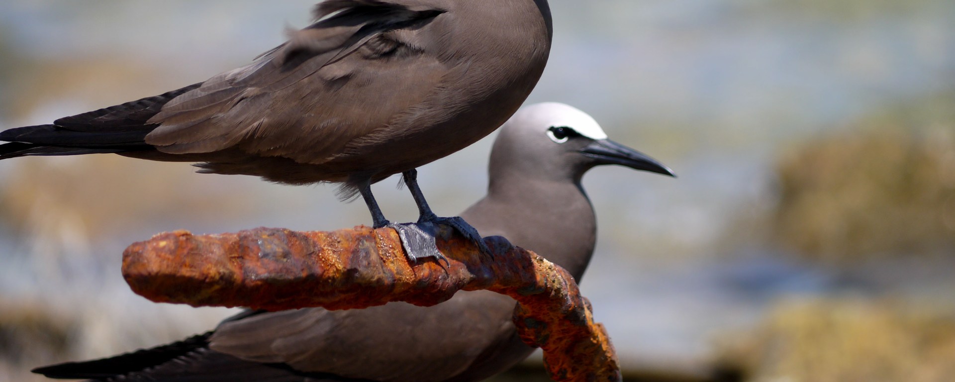 brown noddy, florida, nature