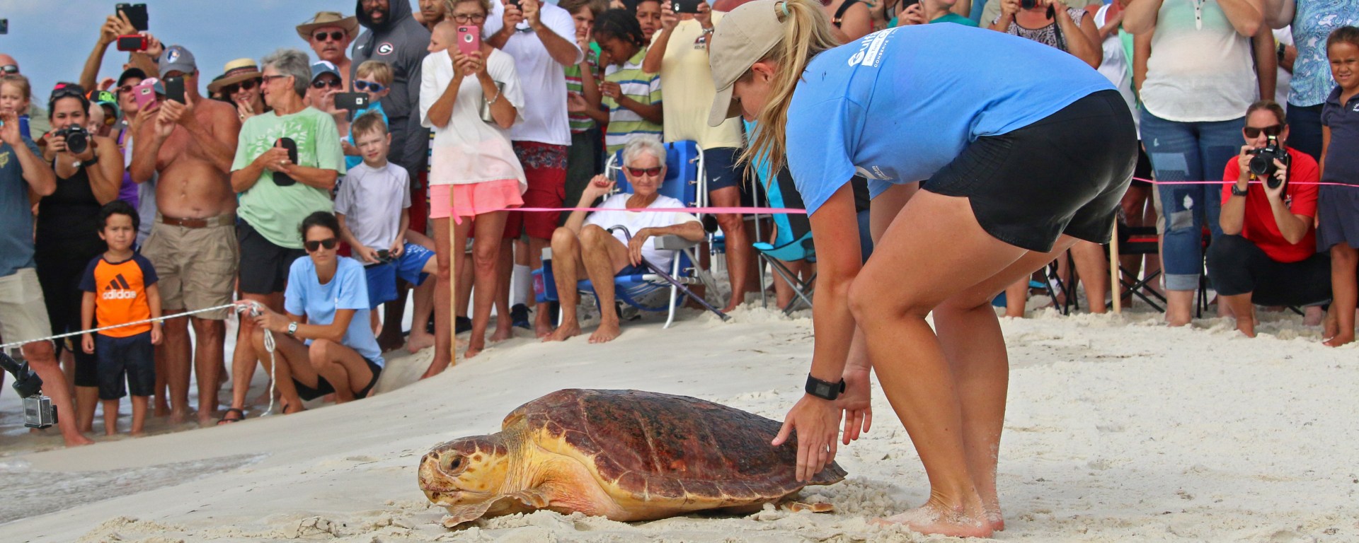 turtle, nature, florida, sea turtle