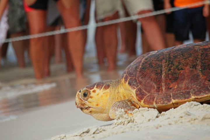 turtle, nature, florida, sea turtle