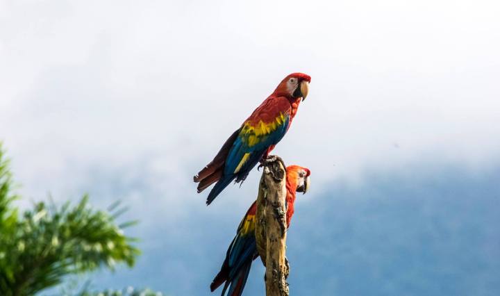 nature, scarlet macaw, travel, peru, wildlife