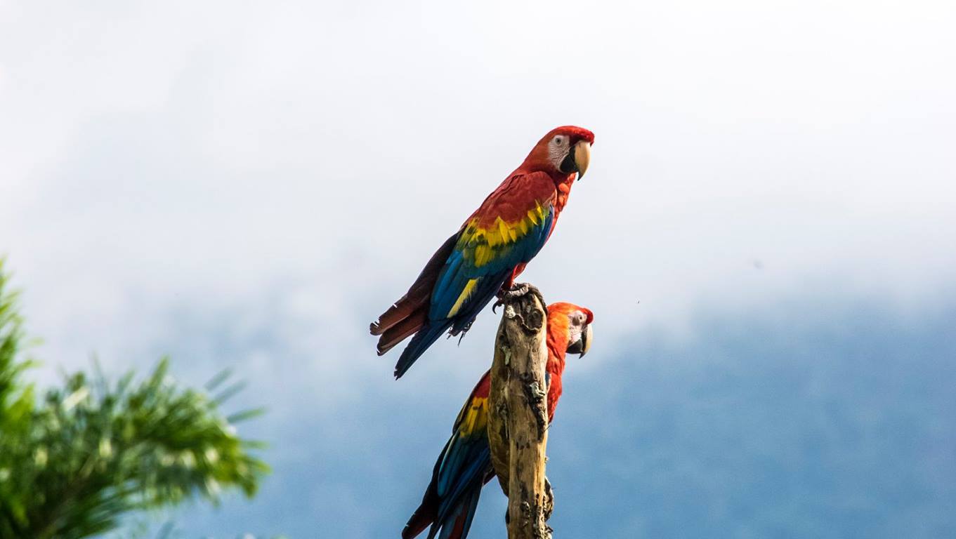 nature, scarlet macaw, travel, peru, wildlife