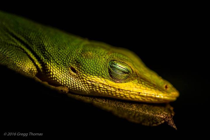 lizard, nature, landscape