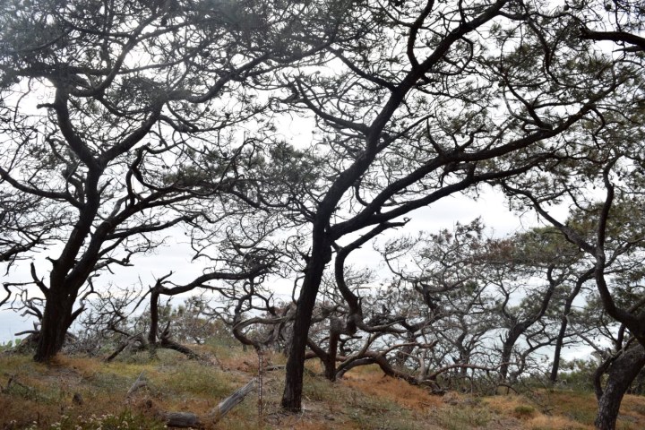 torrey pine, nature, landscape, tree