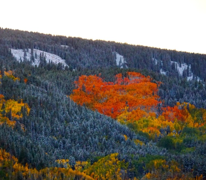 fall, nature, leaves