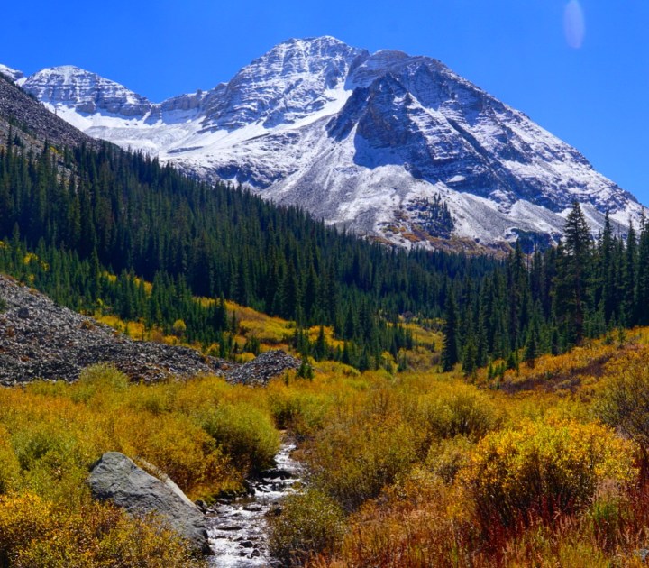 fall, nature, leaves