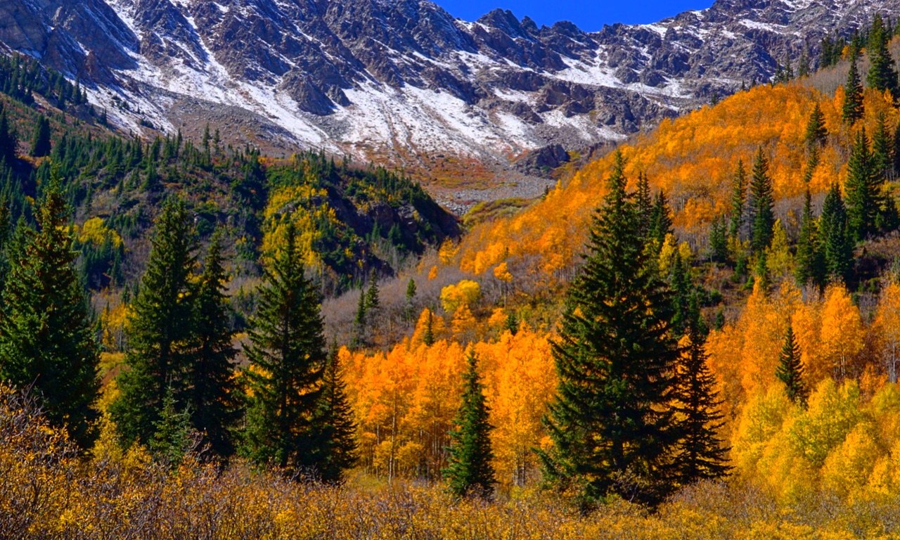 fall, nature, leaves