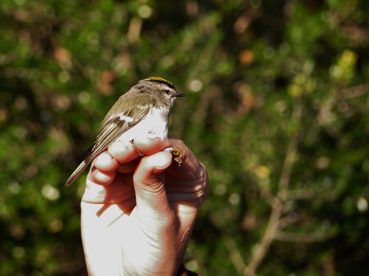bird, nature, landscape, north carolina