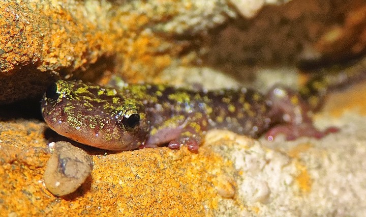 green salamander, nature, landscape