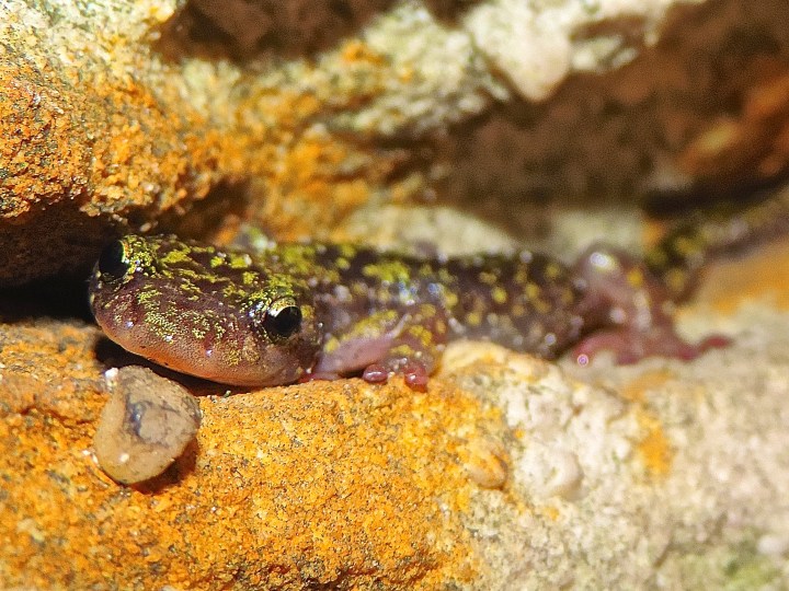 green salamander, nature, landscape