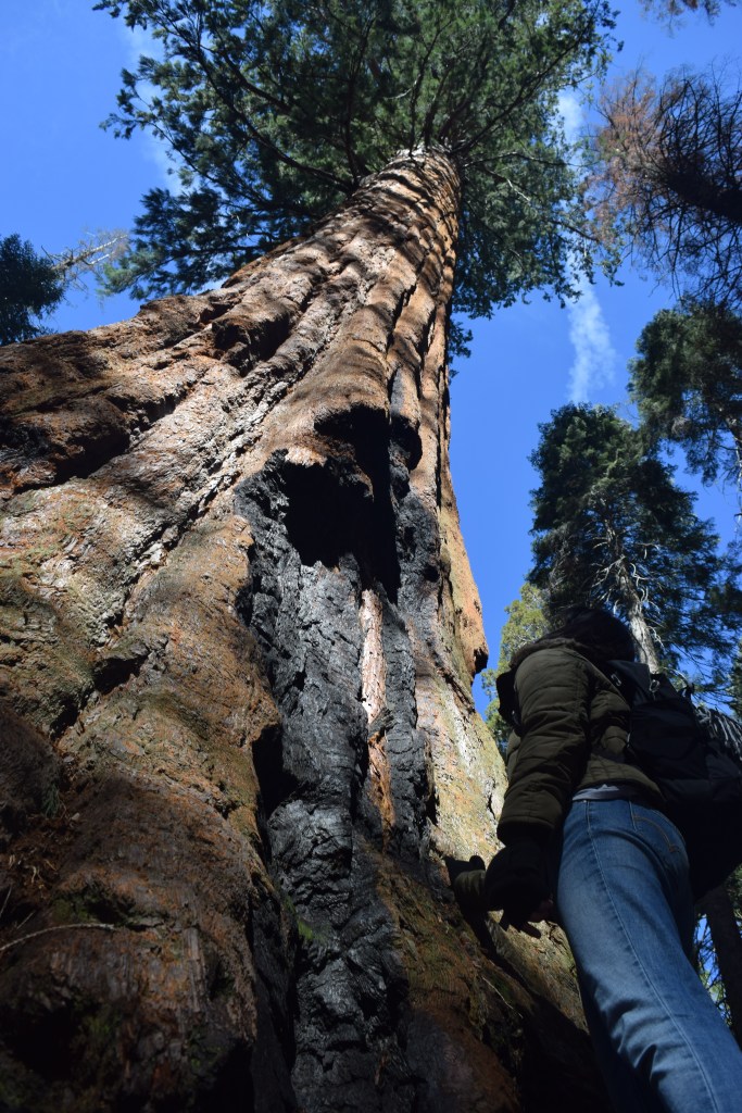 nature, travel, tree