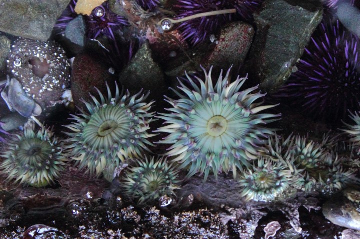 tidepool10a