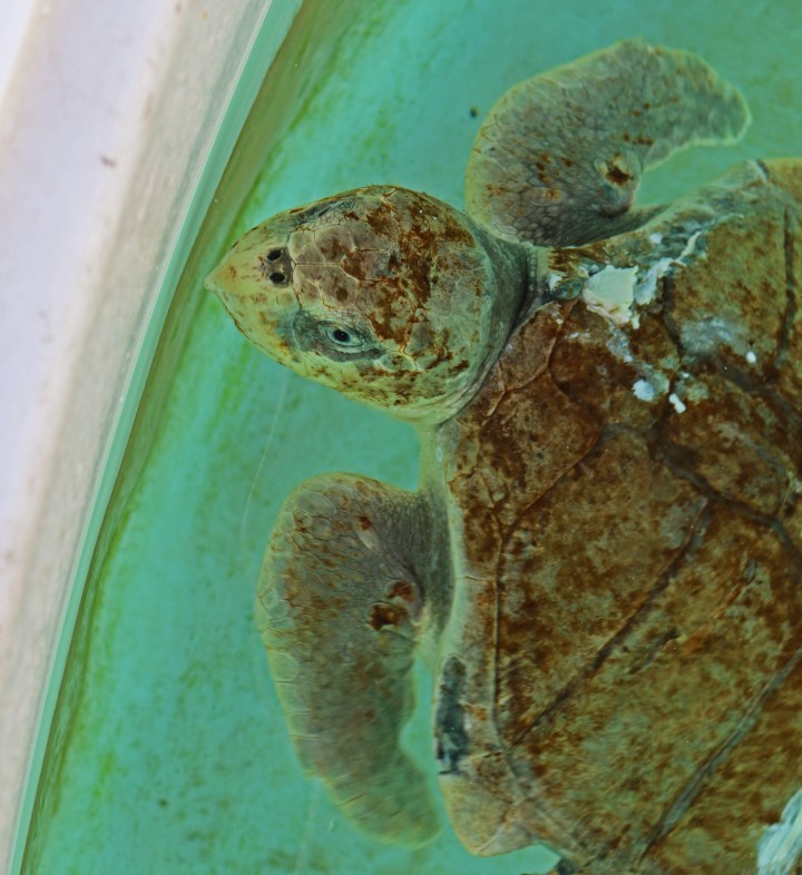 sea turtle, nature, landscape, florida