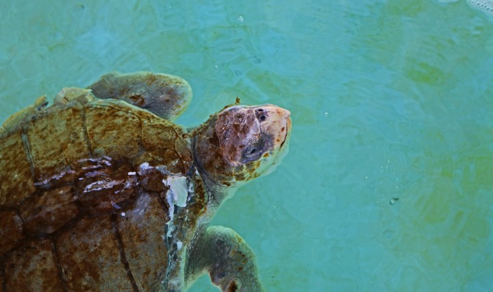 sea turtle, nature, landscape, florida