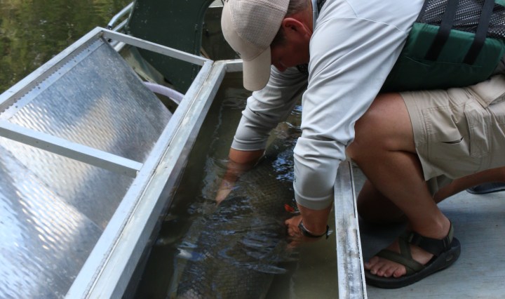 gar, nature, landscape