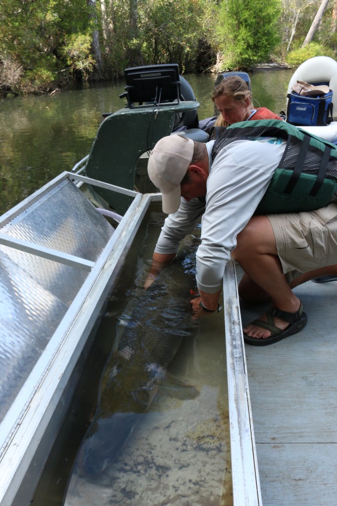 gar, nature, landscape