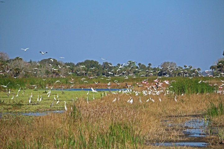 nature, landscape, everglades, travel