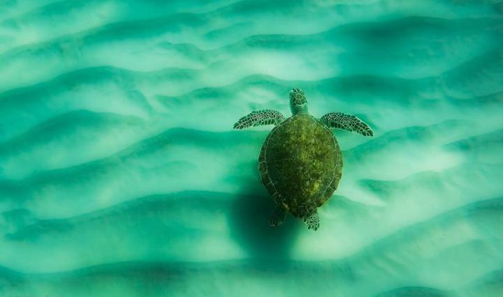 nature, wildlife, landscape, turtle