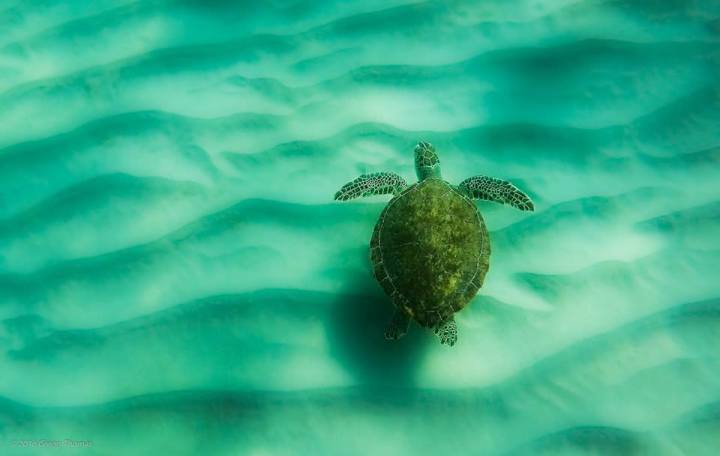 nature, wildlife, landscape, turtle