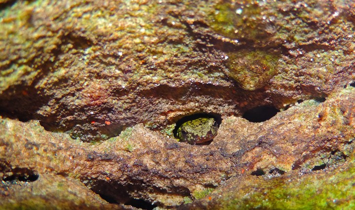green salamander, virginia, nature, wildlife