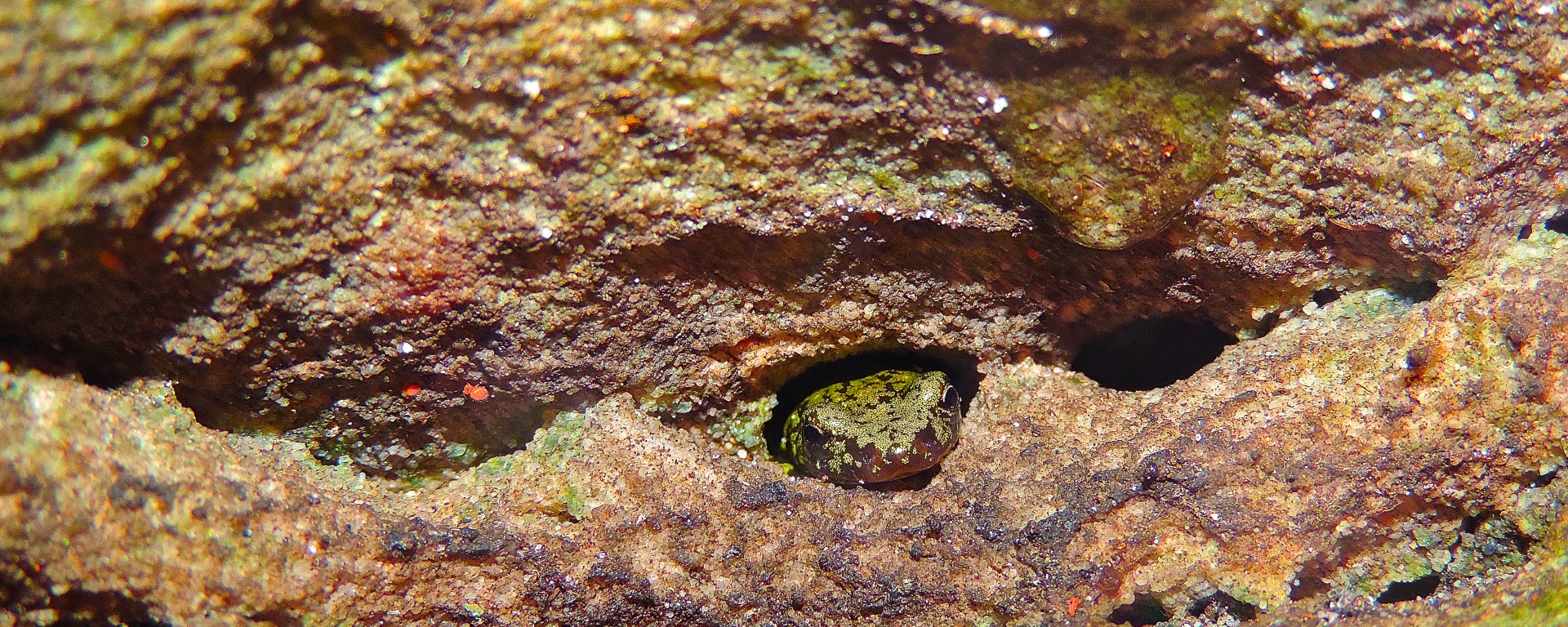 green salamander, virginia, nature, wildlife