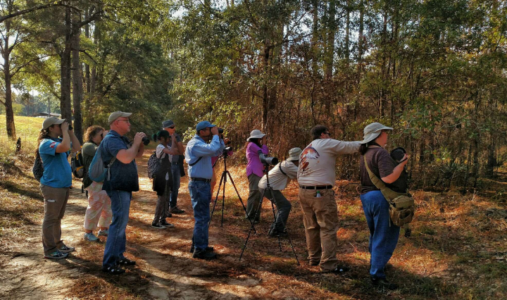 birding, nature, landscape