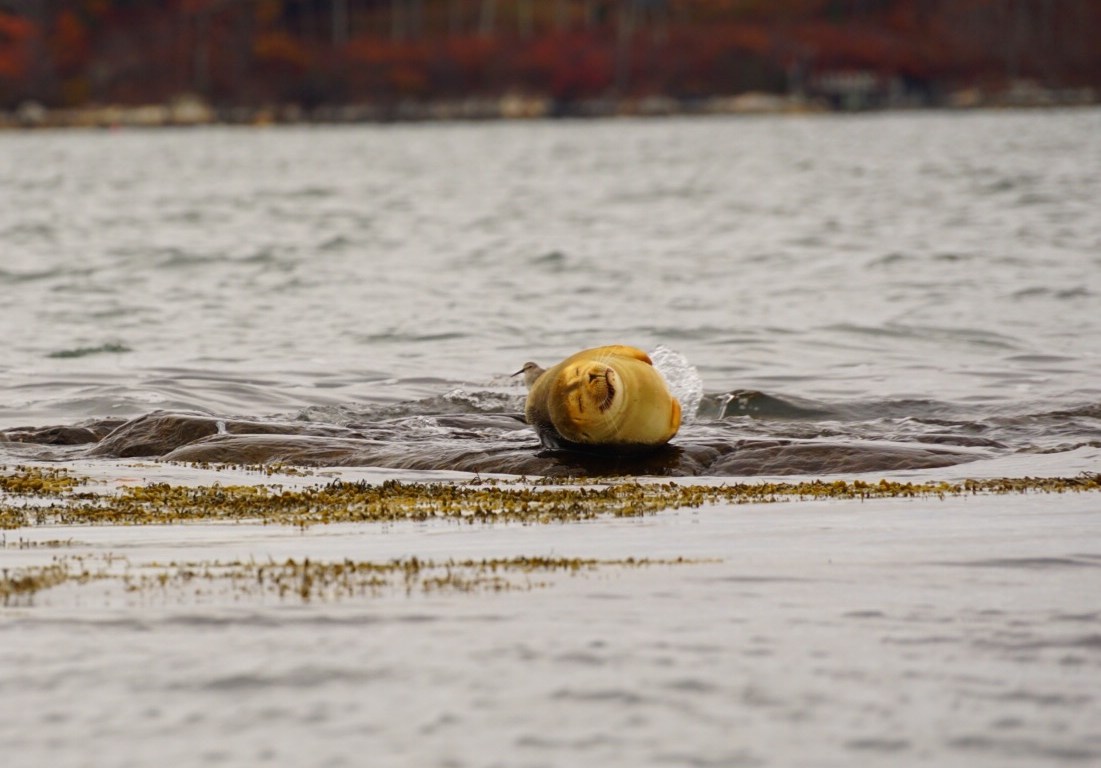 maine, seal, nature, travel