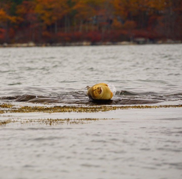 maine, seal, nature, travel