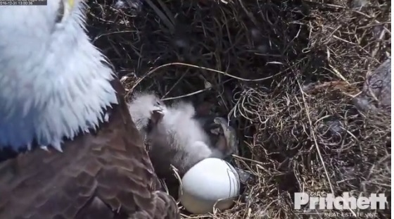 eagle, nature, landscape, florida