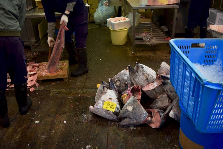 japan, fish market, travel