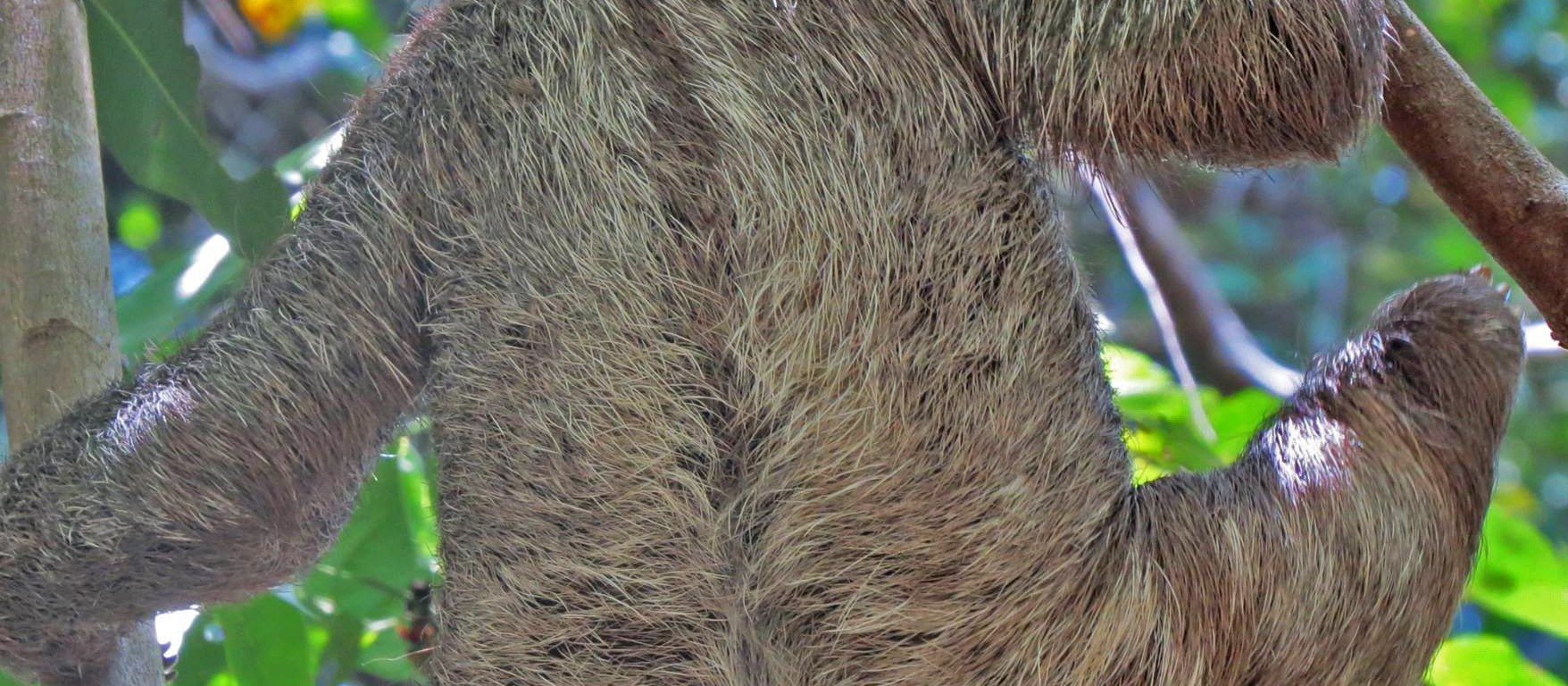 sloth, nature, costa rica