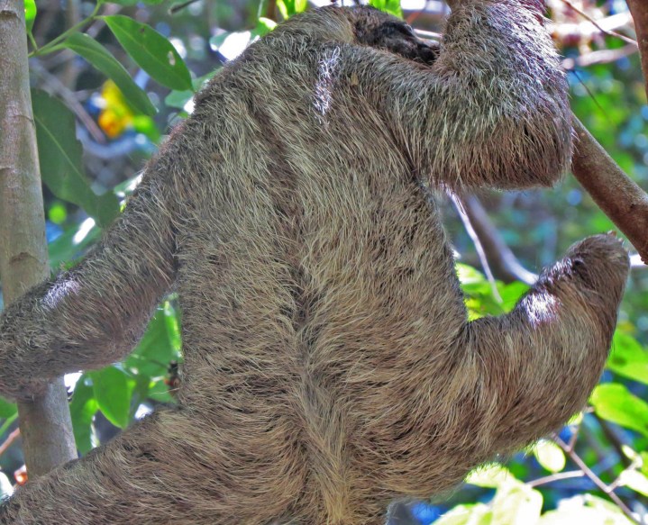 sloth, nature, costa rica