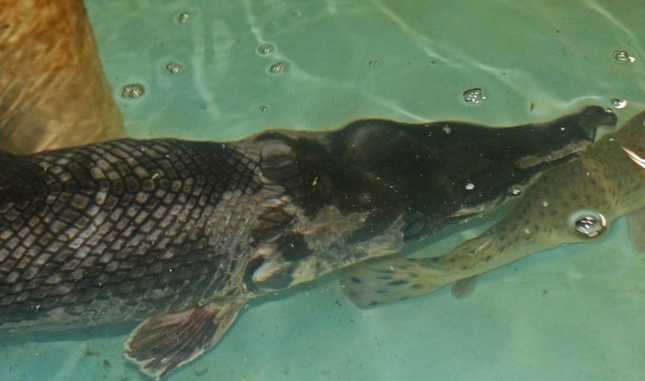 nature, florida, gar, fisheries