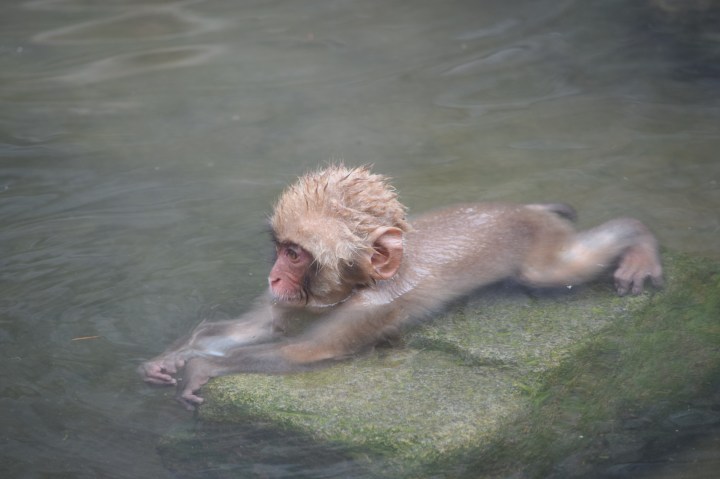 monkey, japan, nature, travel