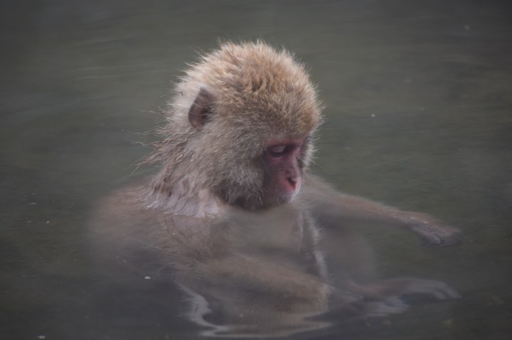 nature, travel, monkey, japan