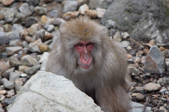 monkey, japan, nature, travel