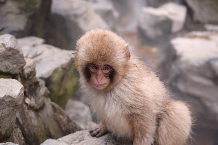 monkey, travel, nature, japan