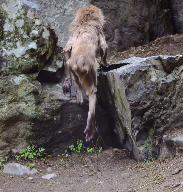 Monkey, nature, travel, japan