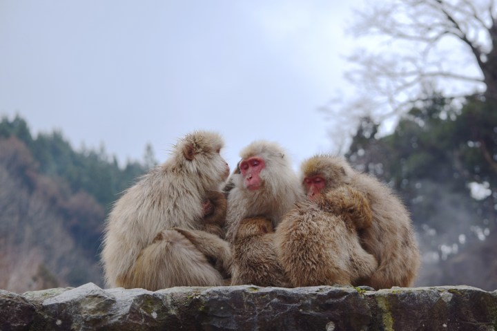 monkeys, travel, nature