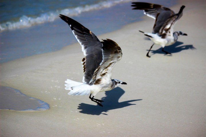 seagull, florida, nature, birding