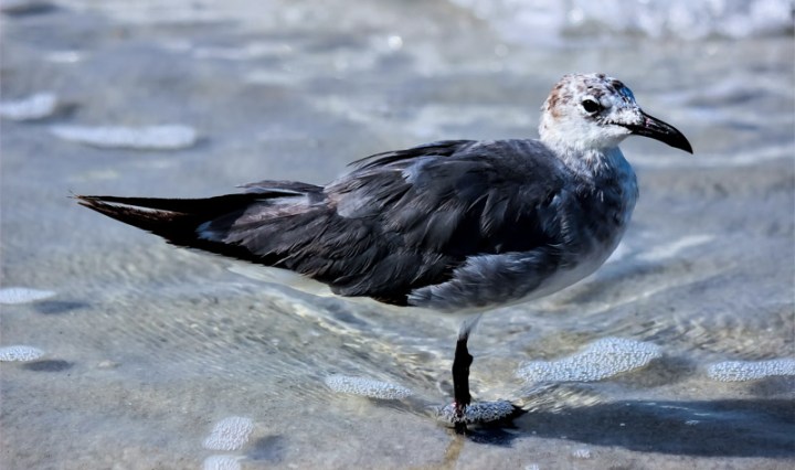 seagull, florida, nature, birding