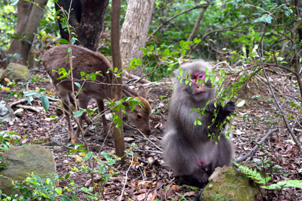 monkey, travel, nature