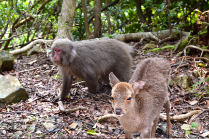 deer, travel, nature