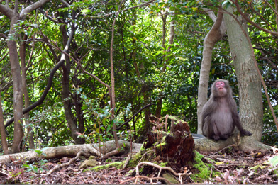 monkey, travel, nature