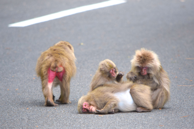 monkey, travel, nature