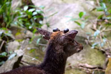 deer, travel, nature